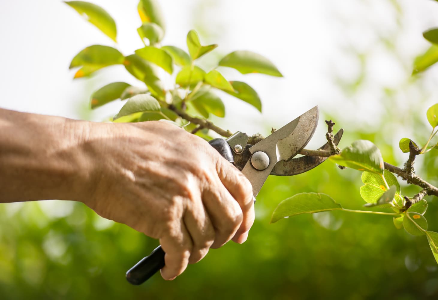Das sollten Sie beim Kauf einer Gartenschere beachten