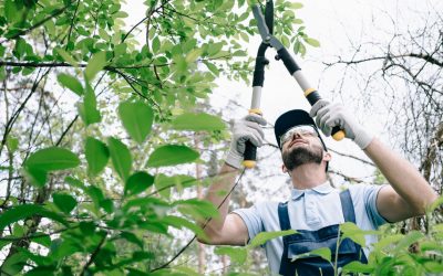Schnittarbeiten im Garten