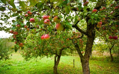 Obstbaumschnitt